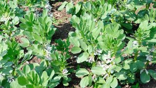 how to grow broad beans: Masterpiece Green Longpod