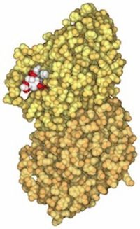 A molecule of an anticancer drug
