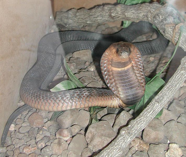 Egyptian cobras possess a deadly venom that attacks the nervous system.