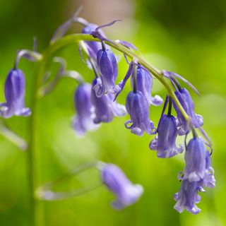 Closeup of bluebell flowers