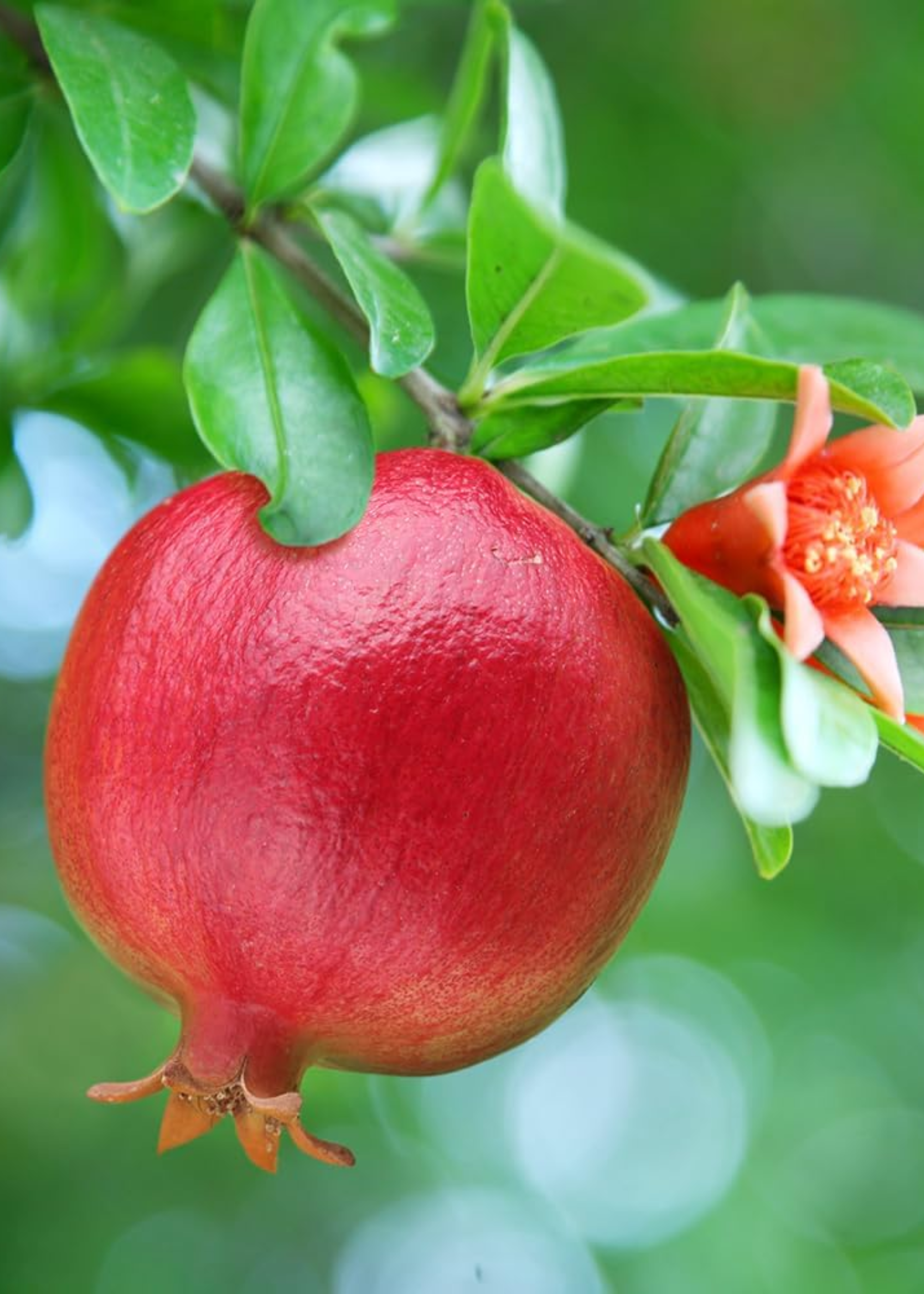 A close-up of a pomergranate tree