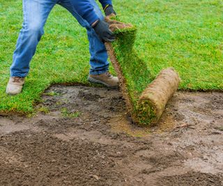 A gardener laying fresh turf on a moist patch of soil