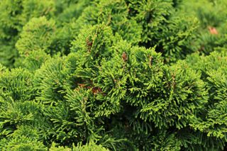 Close up of a Juniperus horizontalis plant