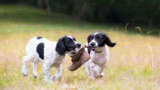 Two spaniel puppies playing with boot