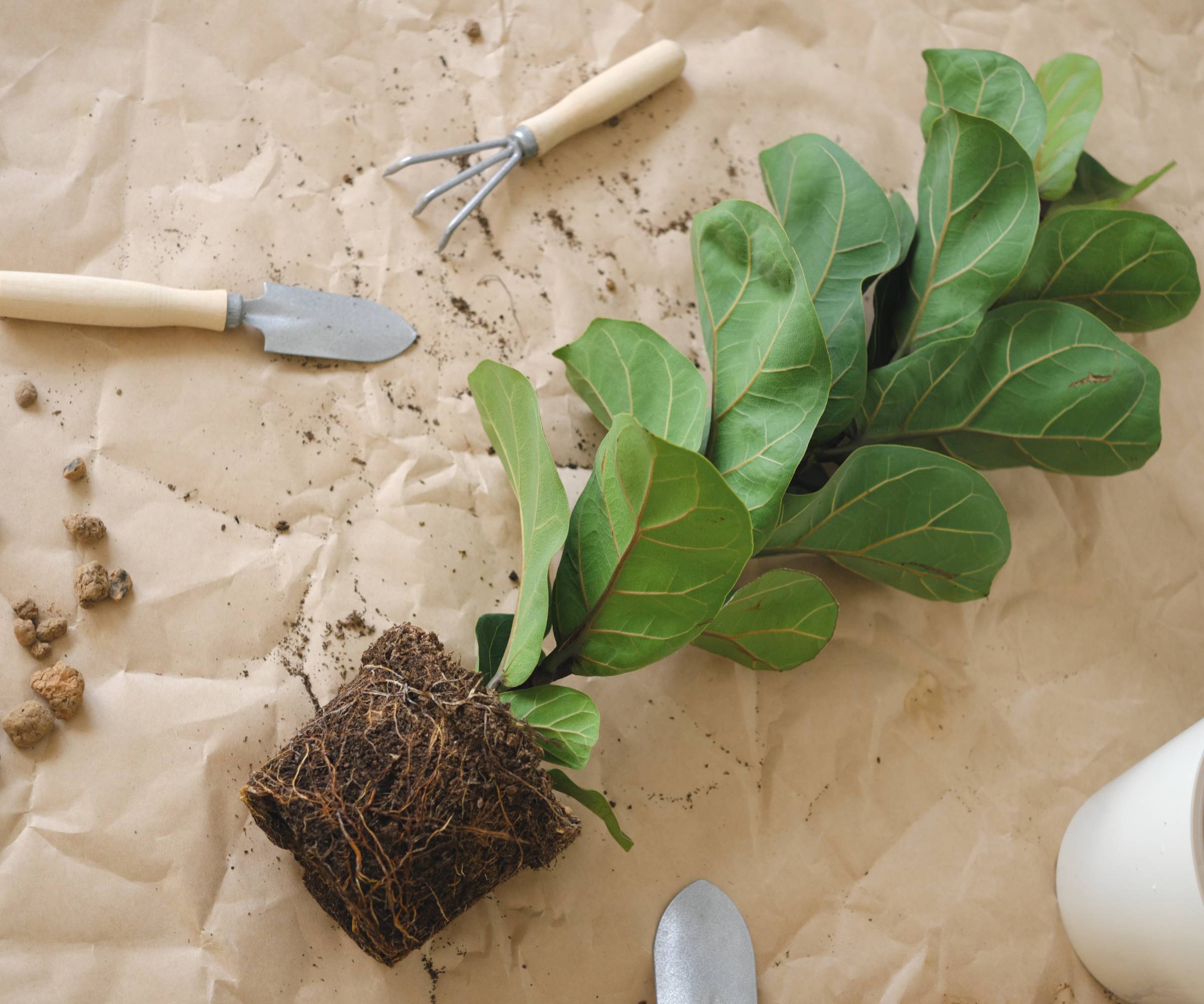A fiddle leaf fig with visible root ball lies on a sheet of brown paper with gardening tools