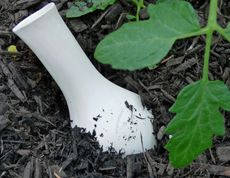 Olla Watering System Sticking Out Of Mulch