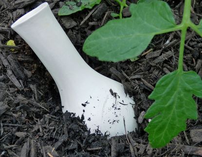 Olla Watering System Sticking Out Of Mulch