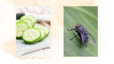 composite of sliced cucumber and a house fly on a leaf