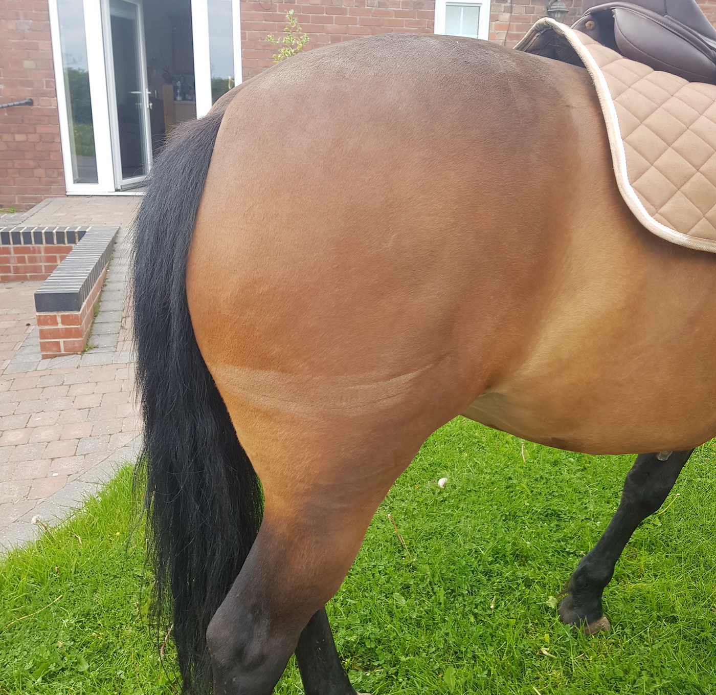 Horse and rider hit and run