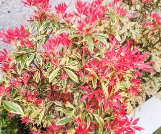 pieris plants growing in large trough