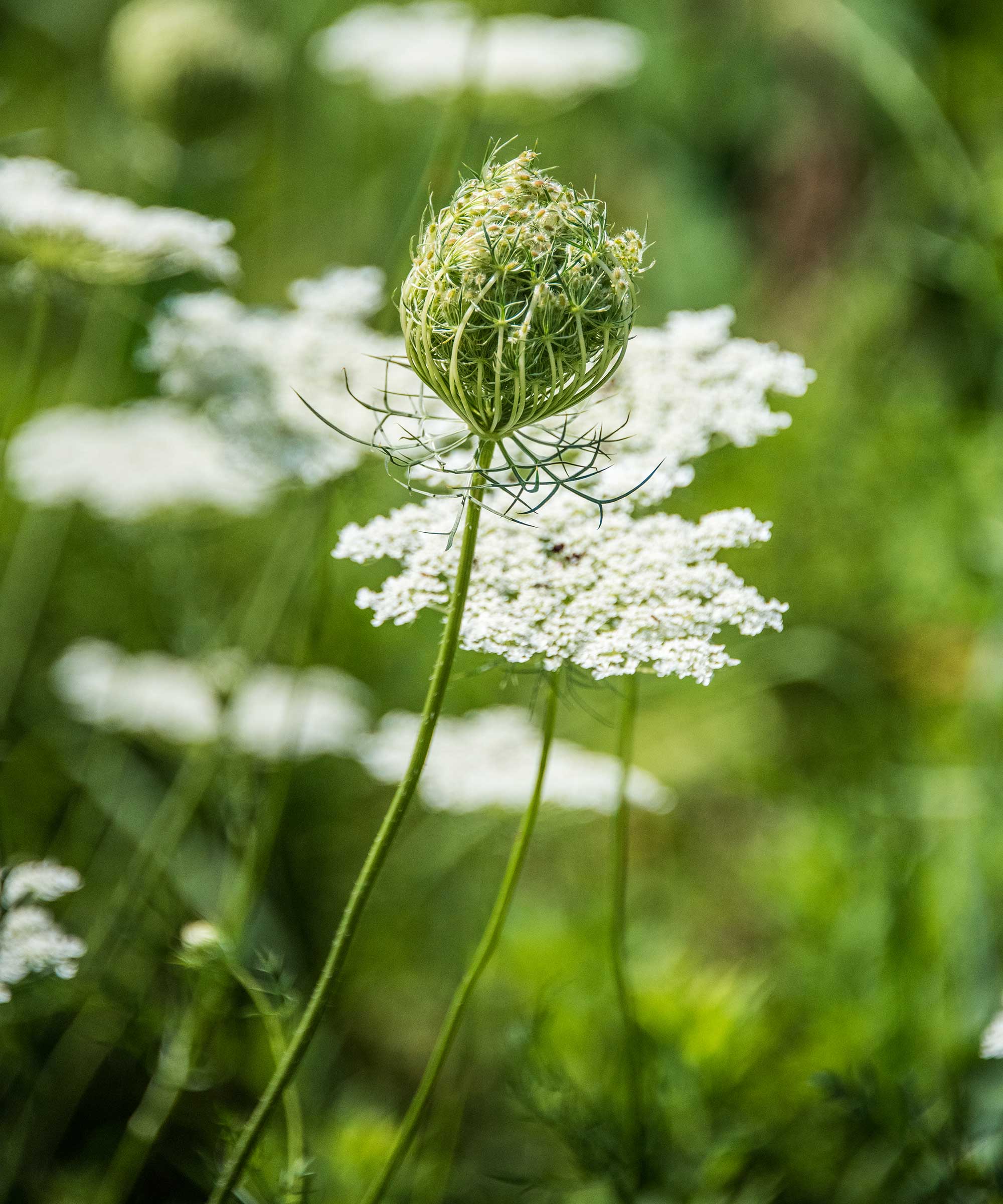 Queen Anne's lace flowerhead