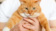 A person holds a grumpy-looking orange cat