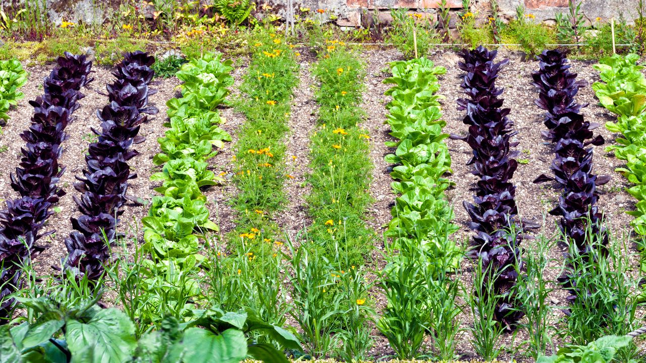 rows of vegetables and marigolds in garden