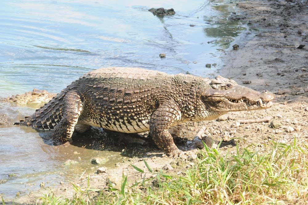 Cuban crocodile