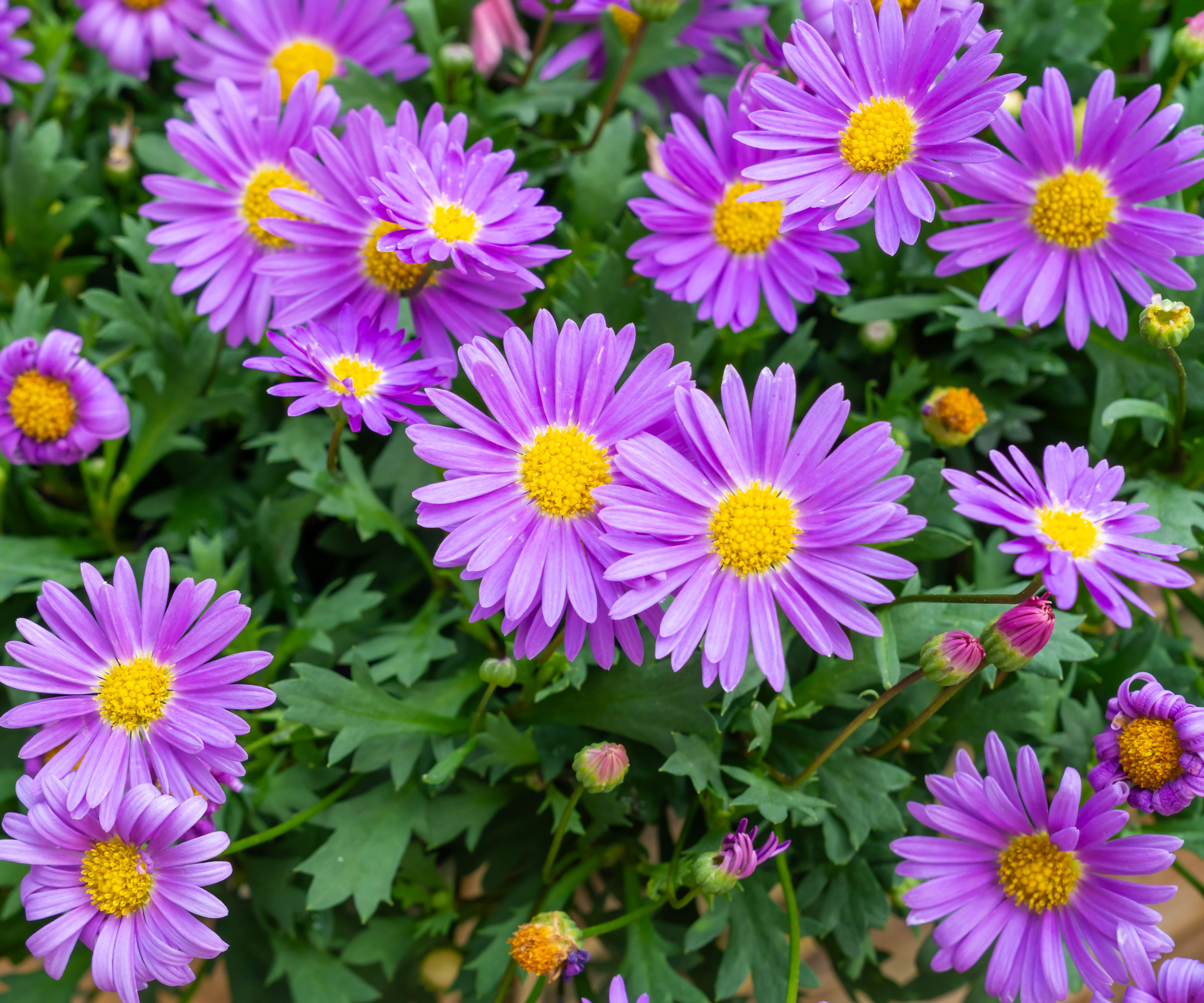 purple aster flowers in bloom with yellow centers