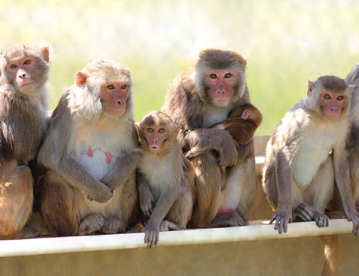 rhesus macaques, rhesus, macaque, rhesus macaque