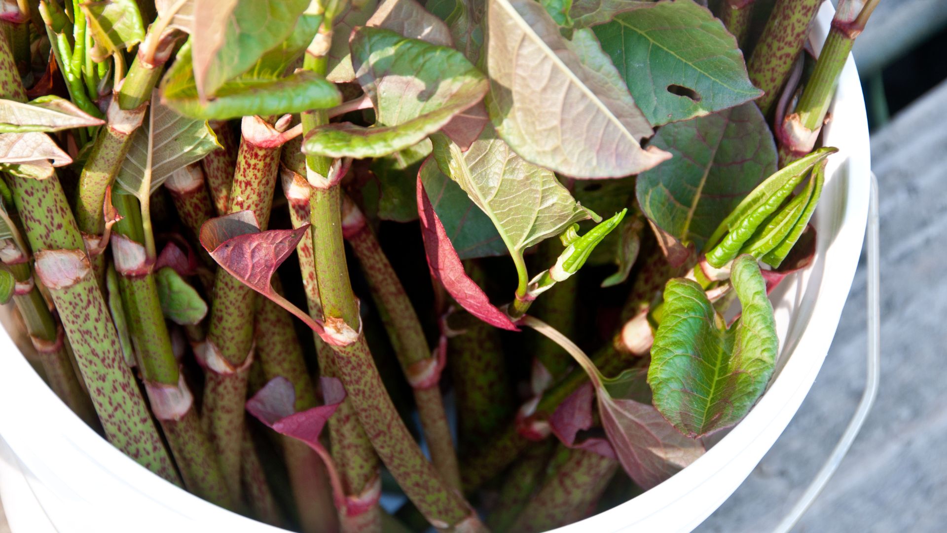 picture of harvested japanese knowtweed in a large bucket