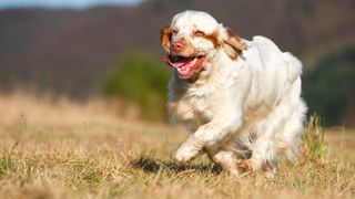 Clumber spaniel