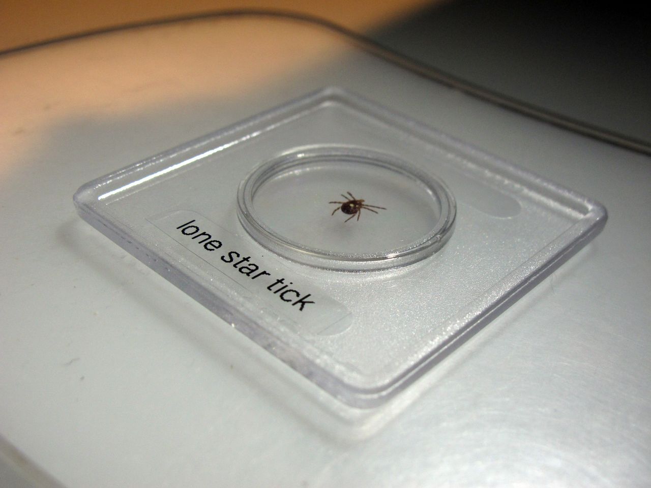 A Lone Star tick.