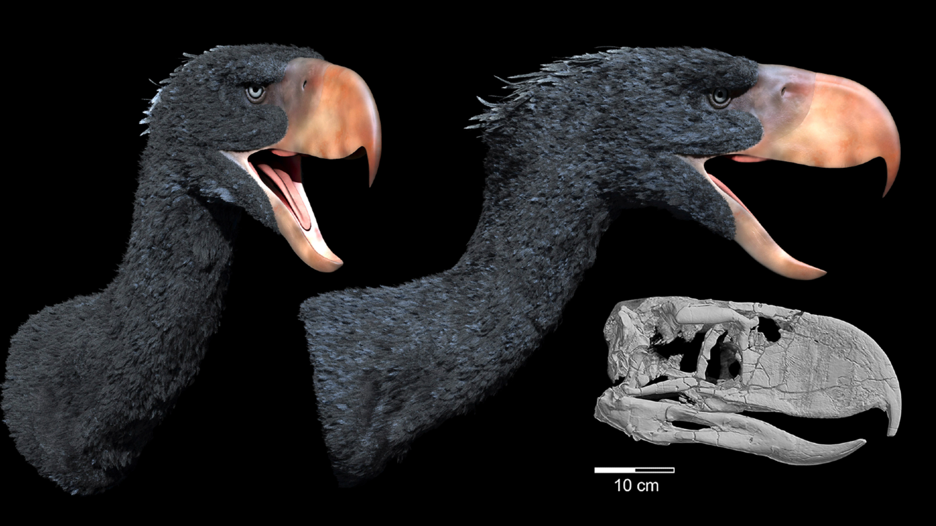 A graphic showing two different black birds with long beaks next to a gray skull of the same bird.