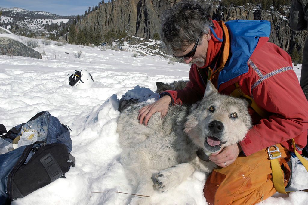 A scientist tags a wolf in Yellowstone National Park.