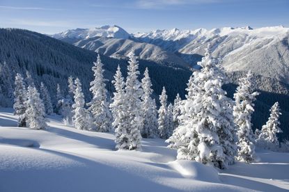 Snowy Trees on Aspen Mountain