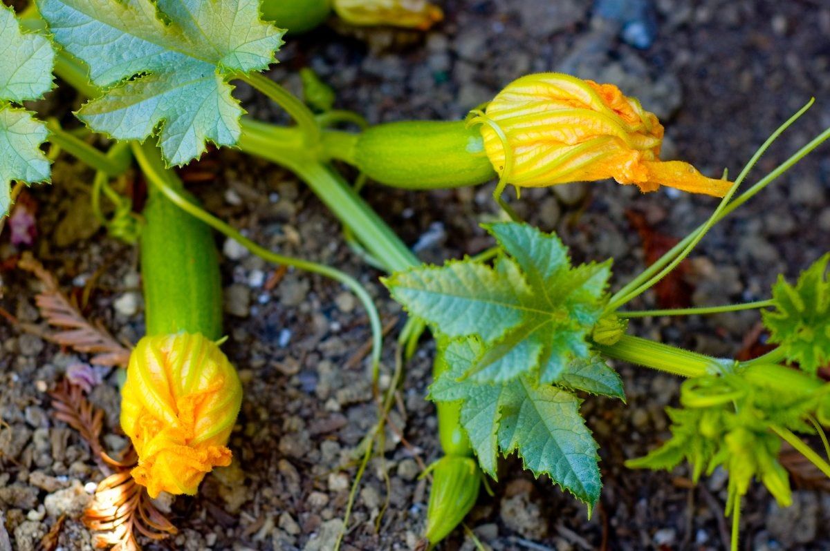 Squash Plant