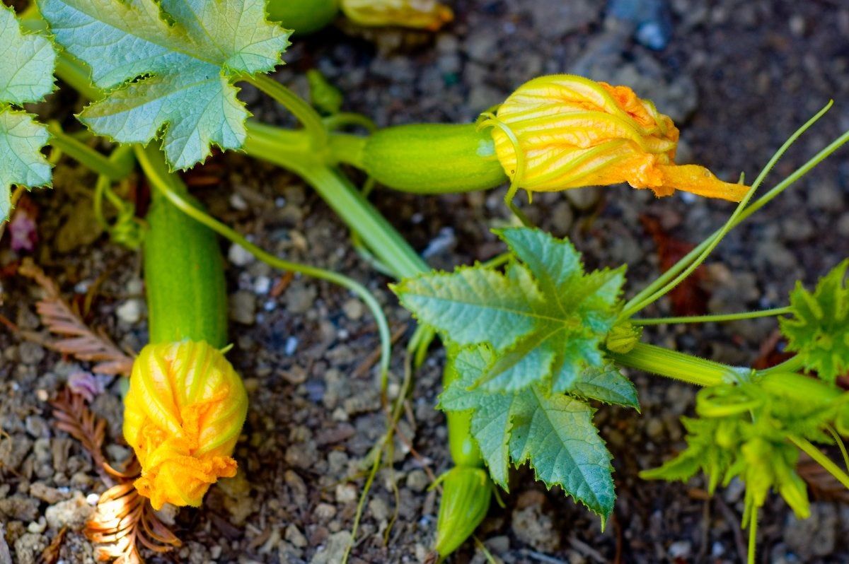 Hand Pollinating Squash How To Hand Pollinate Squash Plants Gardening Know How