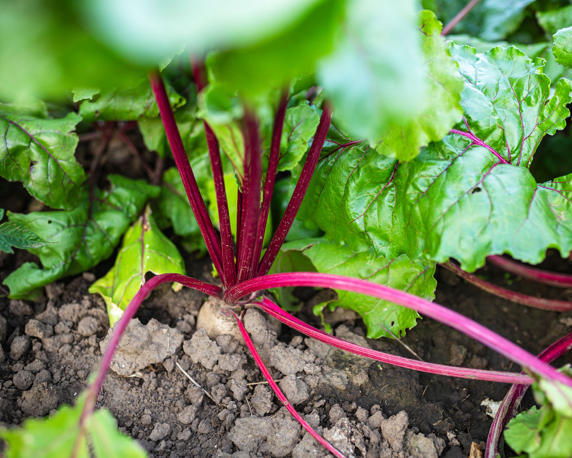 Beetroot plants grow robustly in a garden during the summer, displaying rich green leaves and striking red roots emerging from dark, fertile soil.
