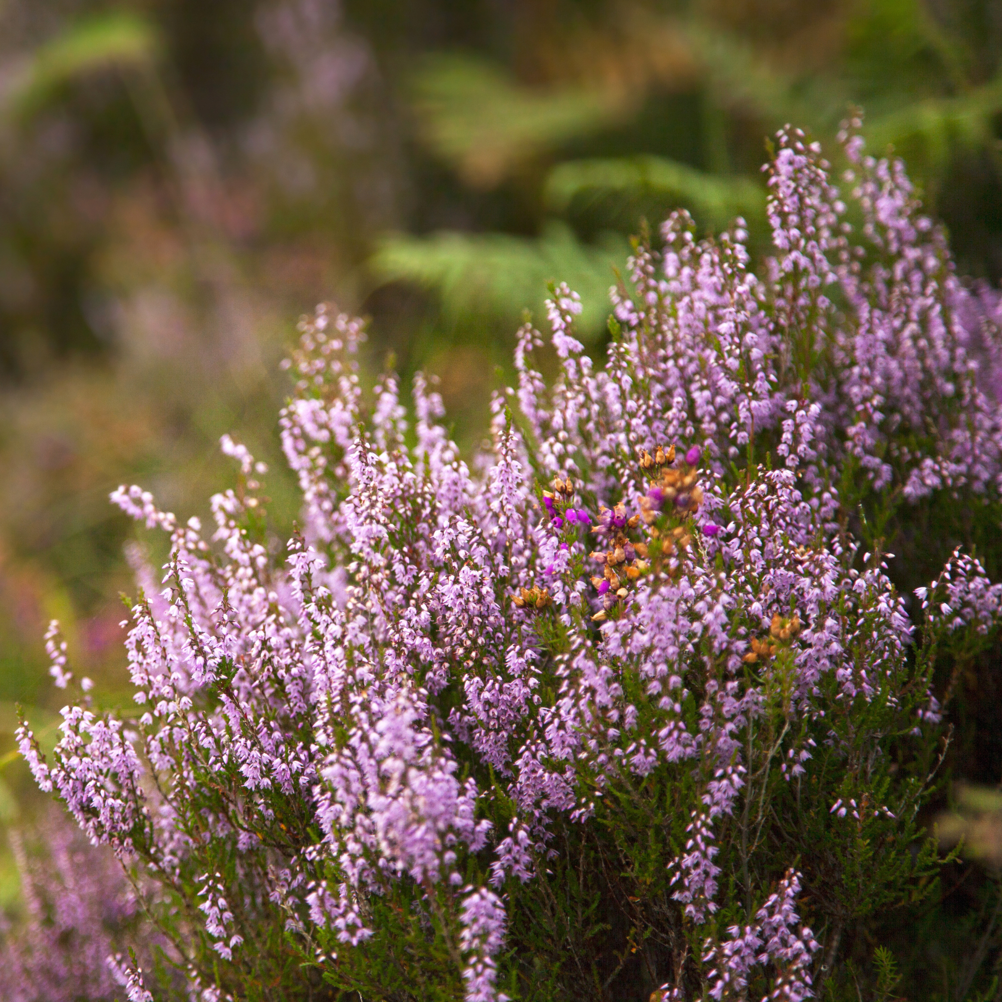 Close-up of heather shrub.