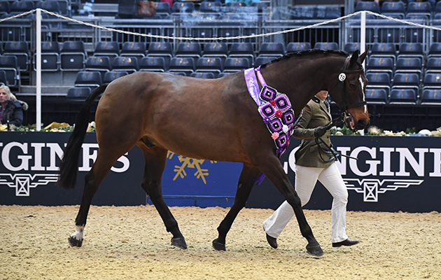 Olympia London International Horse Show 15 12 2017