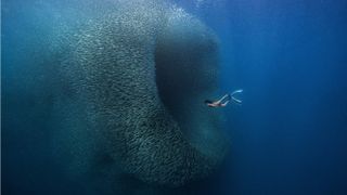 Photograph of a school of sardines in the Philippines by Benjamin Yavar titled ‘Wormhole’, winner of the 5th ViewSonic ColourPro Awards