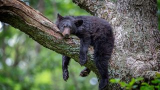 Bear in a tree in Shenandoah