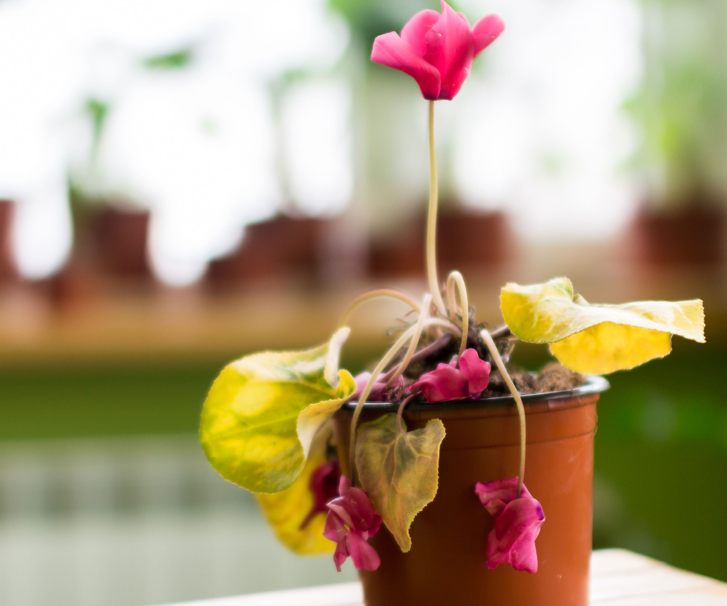 pink cyclamen plant in container drooping on kitchen table