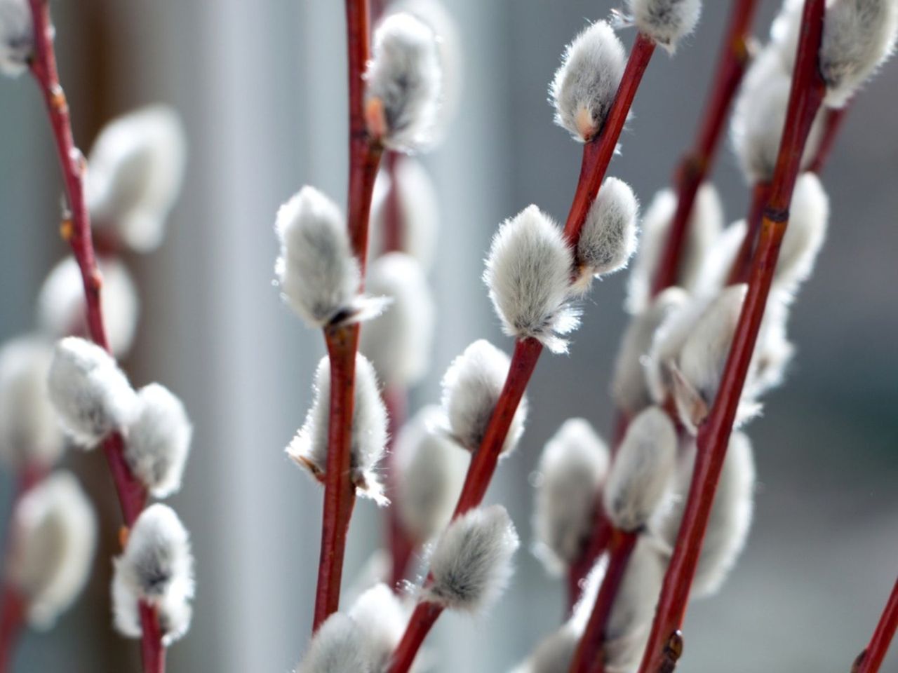 White Fluffy Pussy Willow Tree