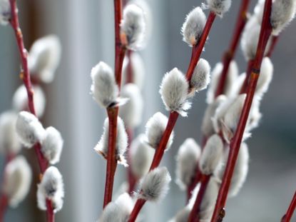 How to Grow and Care for White Willow