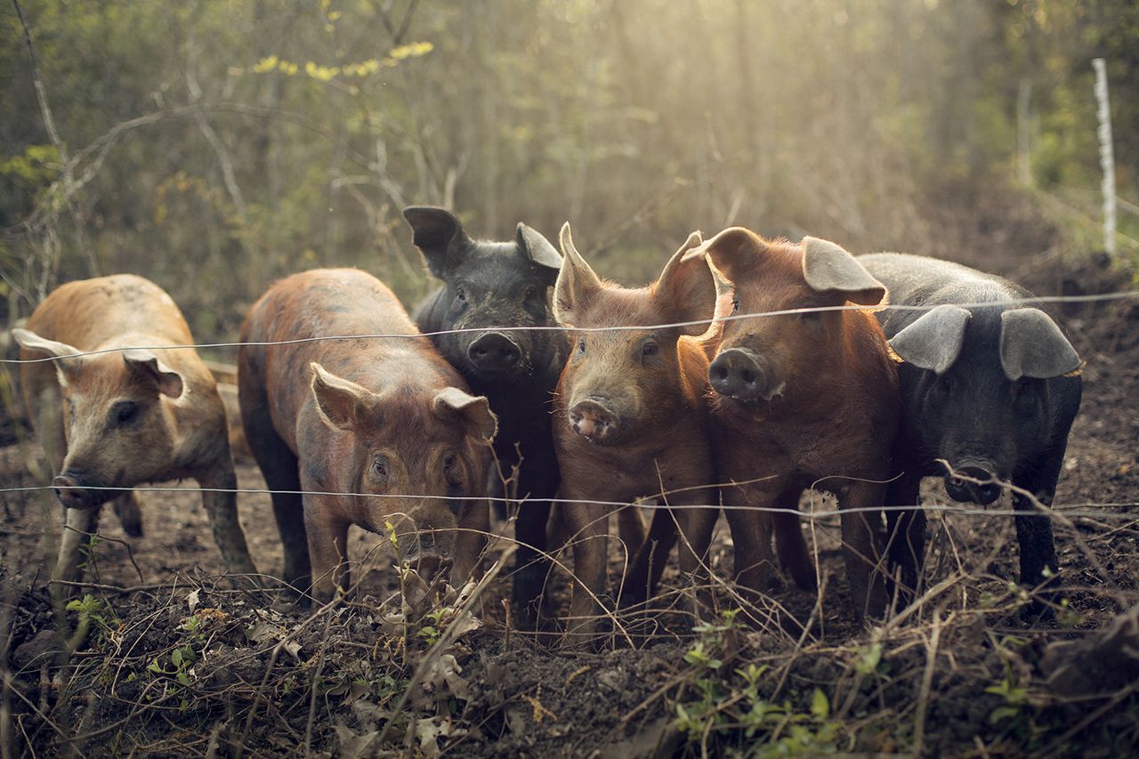 Spring piglets wait for their daily slop.