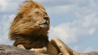 a male lion with its eyes closed lying on a rock with wind blowing its mane
