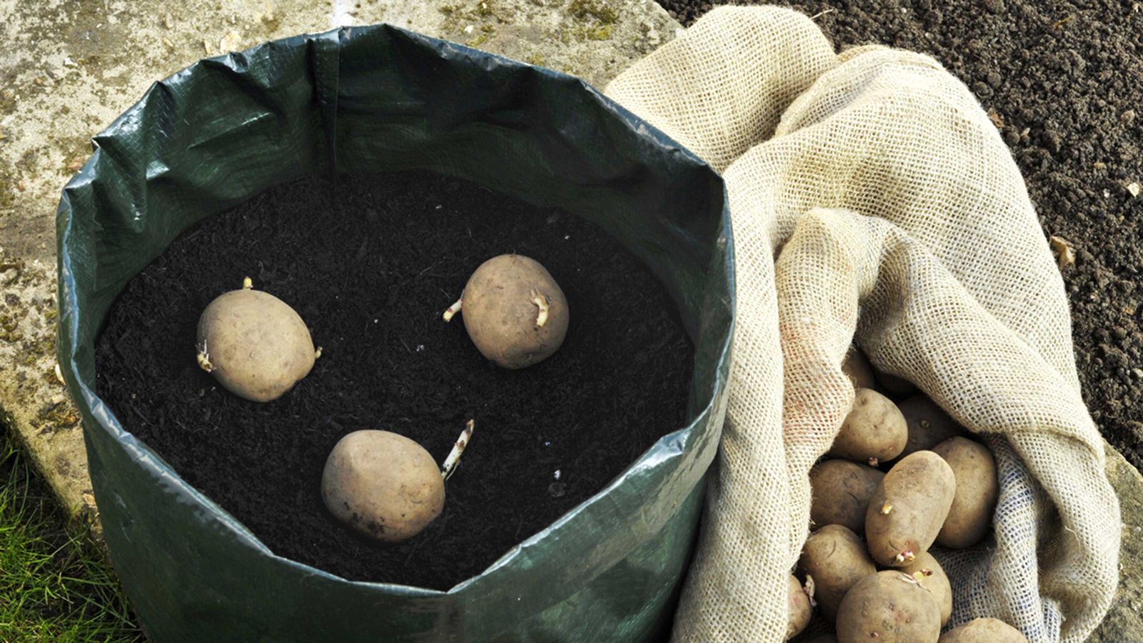 How to grow potatoes in bags a guide for homegrown spuds Ideal Home