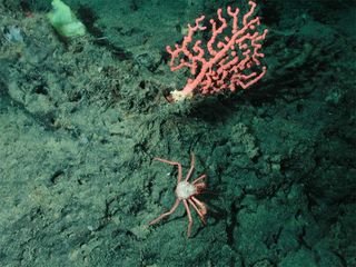 Bubblegum coral on Davidson Seamount.