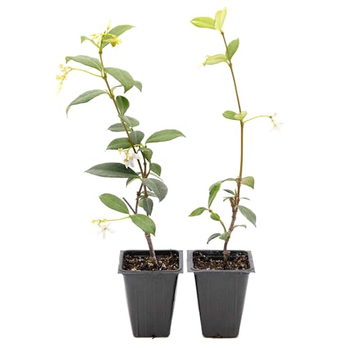 2 Star Jasmine Plants in 3.5&amp;rdquo; Cubes | Live Fragrant Evergreen Climbing Vine With White Flowers | Fast-Growing Glossy Perennial for Trellises, Containers &amp;amp; Landscaping (trachelospermum Jasminoides)