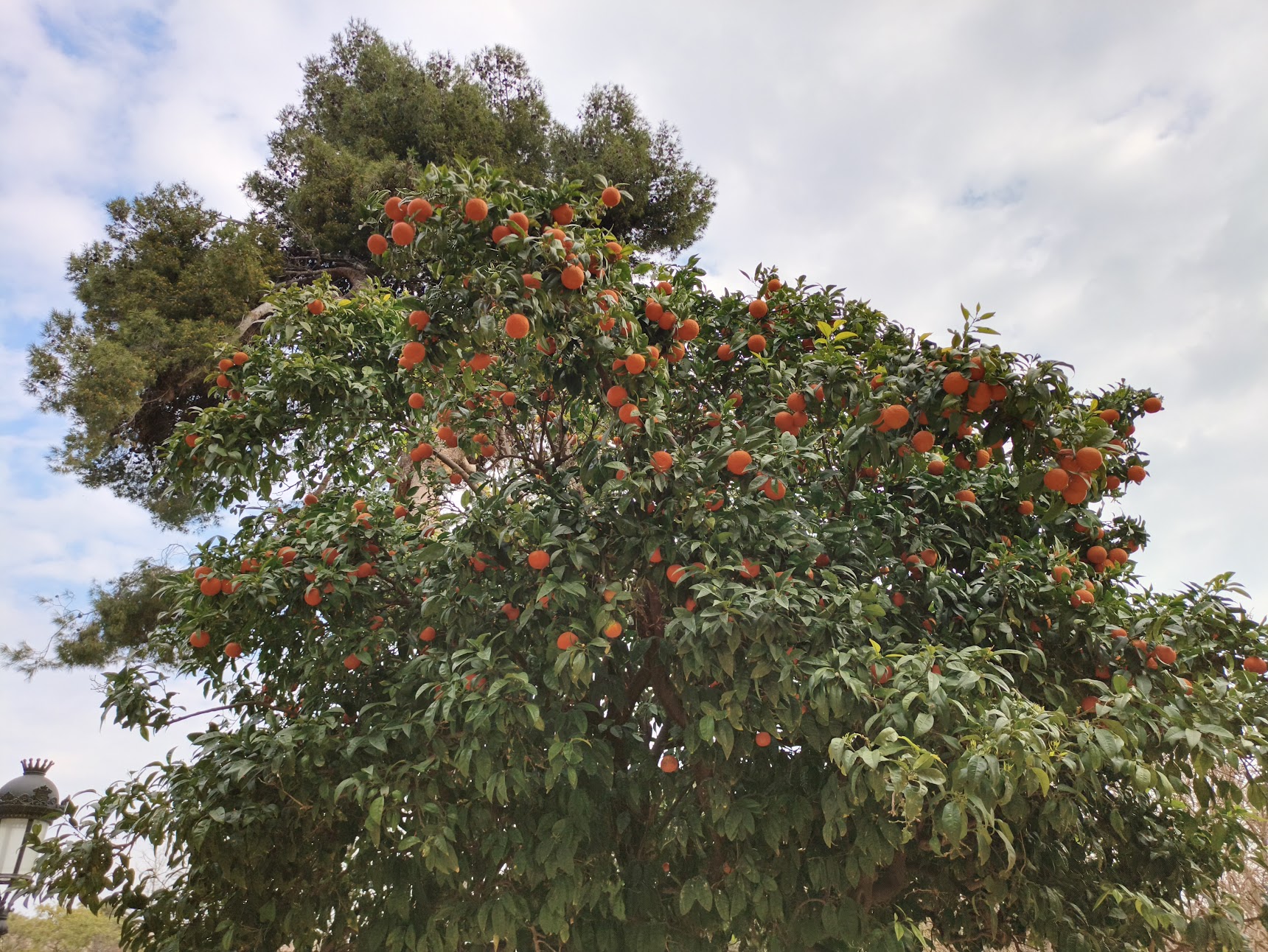 An orange tree laden with bright, ripe fruit stands against a backdrop of a tall evergreen tree and a soft, overcast sky.