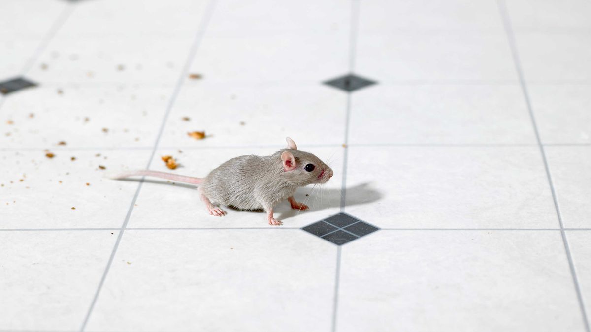 Experts share 5 telltale signs you have mice in your home Homes & Gardens