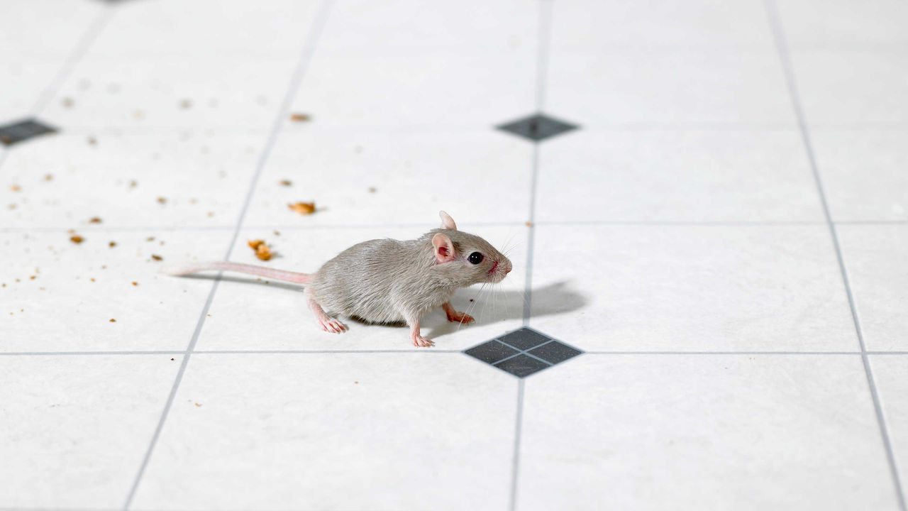 mouse in kitchen