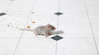 mouse in kitchen