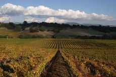 Sorì Tildìn vineyard, Barbaresco