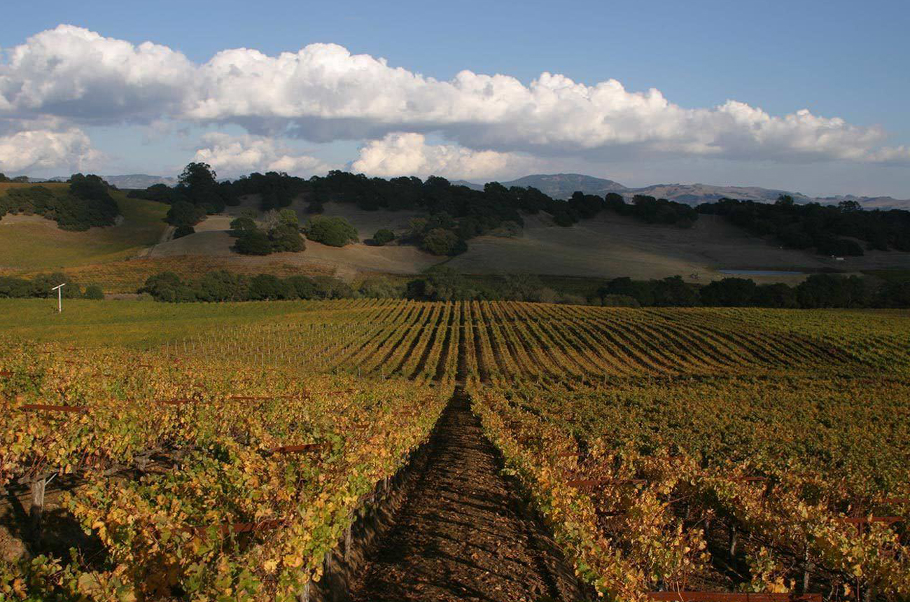 Sorì Tildìn vineyard, Barbaresco