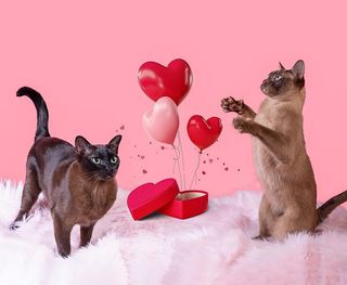Valentine's Day cat photoshoot
