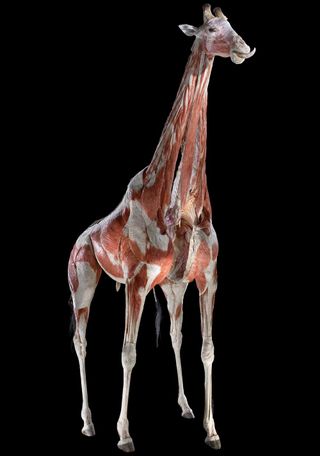 Animal photo from the Animals Inside Out Exhibit by Gunther von Hagens.