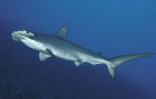 hammerhead shark species, shark conservation, shark research, shark news, new hammerhead shark, scalloped hammerhead sharks